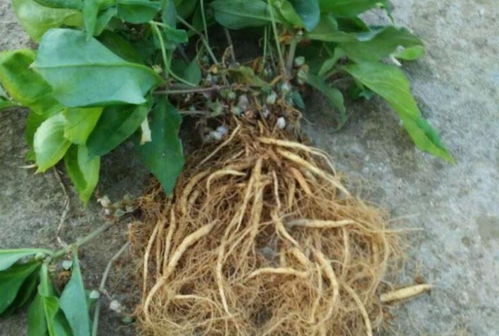 四葉參 市場價值高昂，農民種植意愿為何低迷？