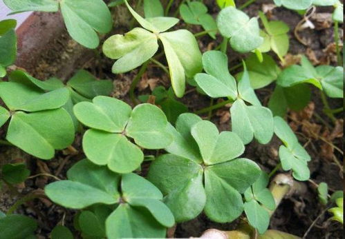 路邊盆栽藏玄機(jī)，西洋參根顯驚奇