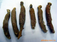 深耕沃土，匠心培育——探索人參種植的綠色未來